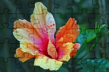 hibiskus jigsaw puzzle