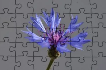 federblume jigsaw puzzle