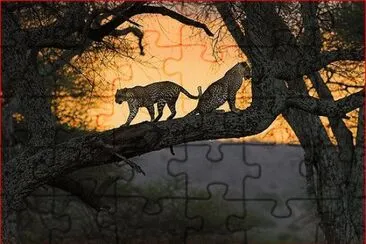 LEOPARDOS EN AFRICA