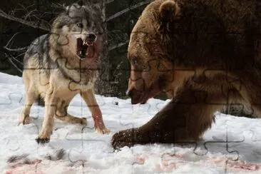 Lobo VS Oso, MontaÃ±as Rocosas, Montana, (foto Cate