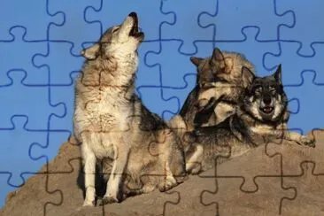 פאזל של Lobos