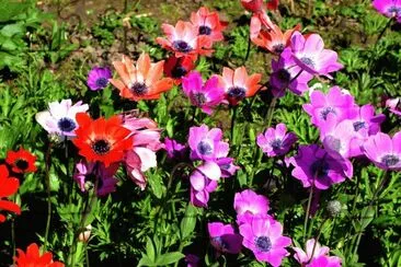 Lovely Spring Anemones