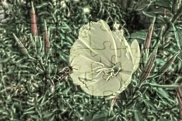 abeja jigsaw puzzle