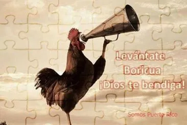 Gallo jigsaw puzzle