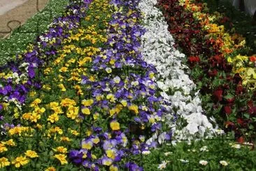 פאזל של Rows of blue and yellow flowers