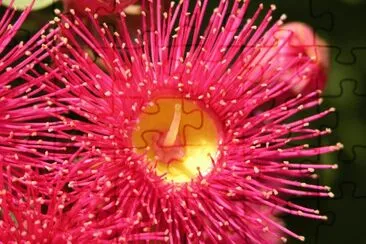 Red and yellow flowers on bush, Australia jigsaw puzzle