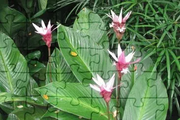 White and maroon lilies, Singapore jigsaw puzzle