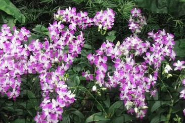 Purple and white orchid shower, Singapore