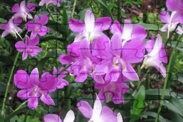 Purple orchids, Singapore