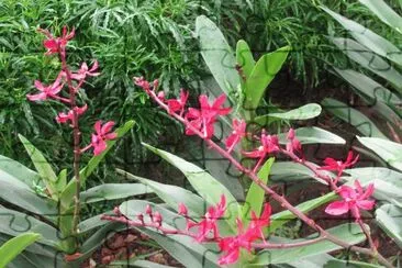 Tall red flowers, Singapore jigsaw puzzle