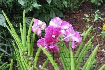 Cerice-purple orchid, Singapore jigsaw puzzle