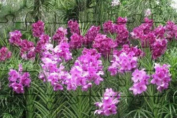 Purple orchid thicket, Singapore jigsaw puzzle