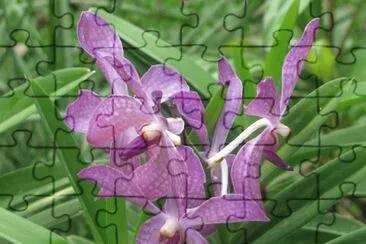 Stunning purple orchid, Singapore