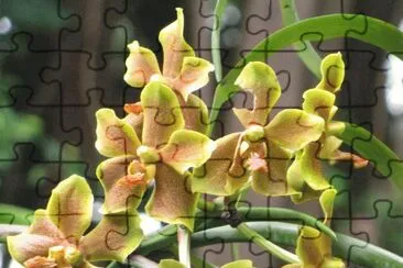 Orange-yellow orchid, Singapore