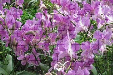 Lilac orchids, Singapore