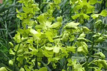 Pale green orchids, Singapore jigsaw puzzle