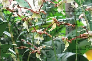 Yellow-brown orchids, Singapore jigsaw puzzle