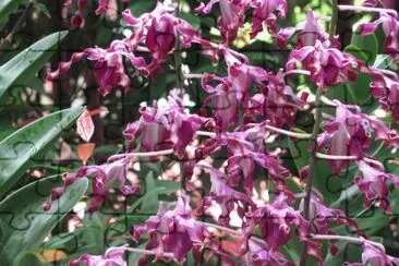 Burgundy corkscrew orchids, Singapore jigsaw puzzle