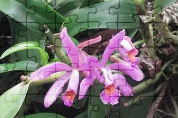Pinky purple orchid, Singapore jigsaw puzzle