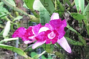 Hot pink orchid, Singapore jigsaw puzzle