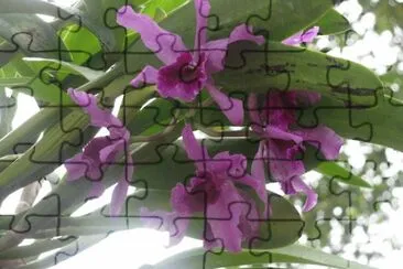 Black-purple orchids backlit, Singapore jigsaw puzzle