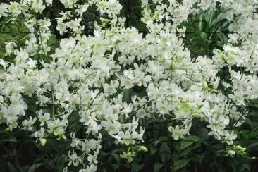 Mass or white orchids, Singapore jigsaw puzzle