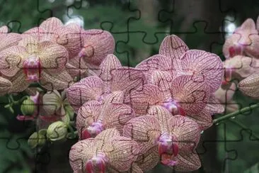 Speckled orchids, Singapore jigsaw puzzle