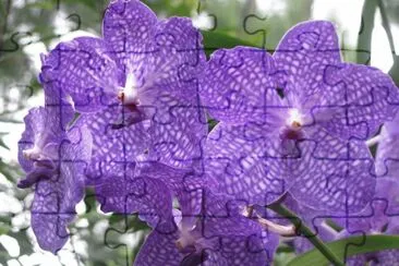Blue speckled orchids, Singapore jigsaw puzzle