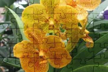 Orange orchid, Singapore jigsaw puzzle