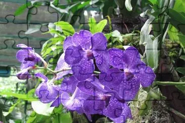 Blue orchid, Singapore jigsaw puzzle