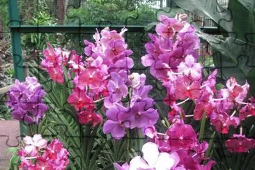 Pink and purple orchids, Singapore jigsaw puzzle