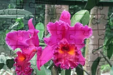 Dark pink and orange orchids, Singapore jigsaw puzzle