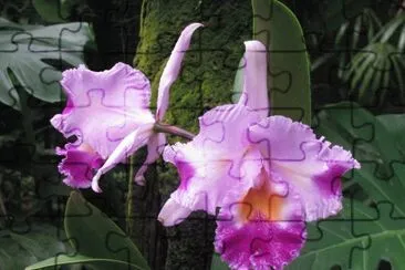 Lavender and purple orchid, Singapore jigsaw puzzle
