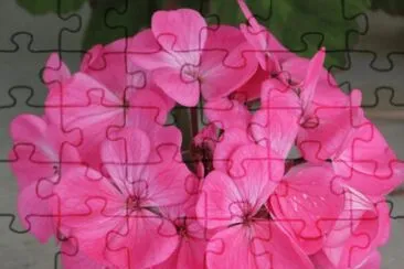 Pink hydrangea, Australia jigsaw puzzle