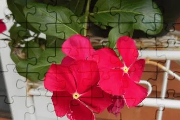 Hot pink flower, Australia jigsaw puzzle