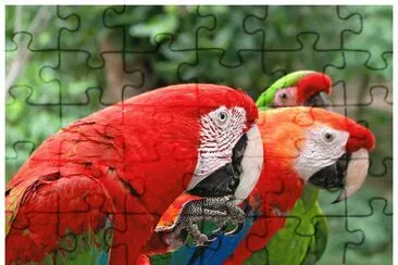 Guacamayas. Venezuela jigsaw puzzle