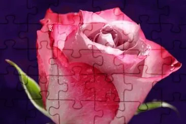Sooo Beautiful Rose