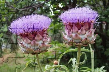 פאזל של Pretty Artichoke Blooms with Purple Flowers