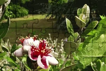 Feijoa jigsaw puzzle