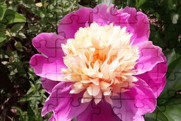 Pivoine jigsaw puzzle
