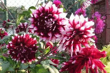 פאזל של Burgundy and white dahlias, Varanasi, India