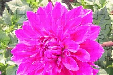 פאזל של Hottest pink dahlia, Varanasi, India