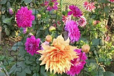 פאזל של Garden dahlias, Varanasi, India