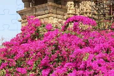 Hot pink bougainvillea at Khajuraho temples, India