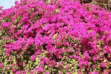 Massive pink bougainvillea at Khajuraho, India