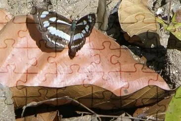 Butterfly on leaf, Kanha, India jigsaw puzzle