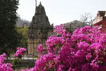 פאזל של Pink bougainvillea and temple, India