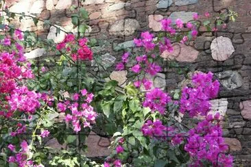 Bougainvillea against wall, India