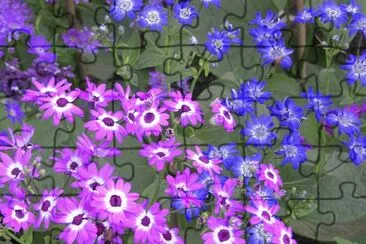 פאזל של Purple African daisies, Udaipur, India