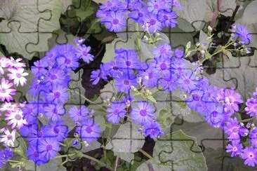 Blue African daisies, Udaipur, India jigsaw puzzle